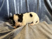 Pandas Female #3, a female Papillon for sale in Greenbrier, AR – Photo 1 of 4