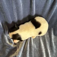 Pandas Female #3, a female Papillon for sale in Greenbrier, AR – Photo 6 of 6