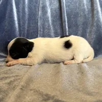Pandas Female #3, a female Papillon for sale in Greenbrier, AR – Photo 5 of 6