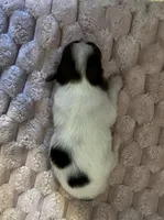 Turtle female #2, a female Papillon for sale in Greenbrier, AR – 2 of 4