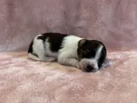 Glimmers female #1, a female Papillon for sale in Greenbrier, AR – 3 of 4