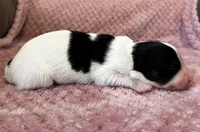 Glimmers tri male , a male Papillon for sale in Greenbrier, AR – 4 of 4