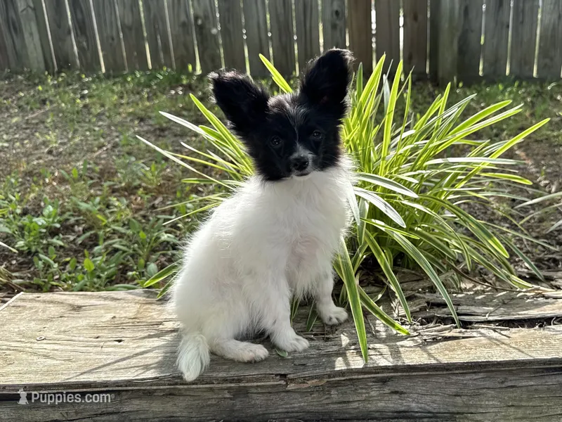 Pandas Female #2 – Papillon puppy for sale in Greenbrier, AR