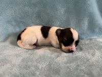 Glimmer male #1, a male Papillon for sale in Greenbrier, AR – 4 of 4