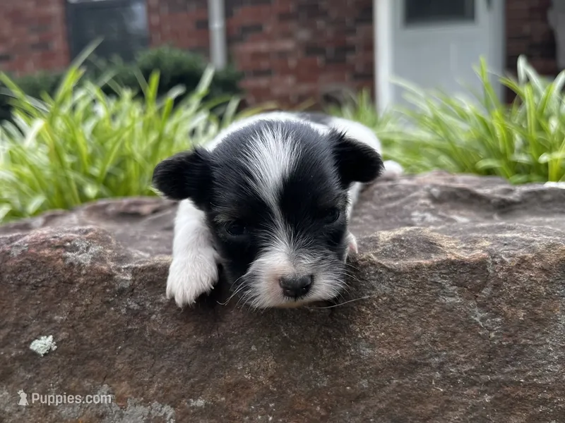 Glimmer male #3 – Papillon puppy for sale in Greenbrier, AR