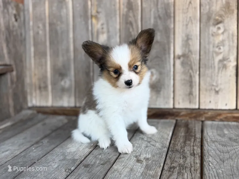 Turtle male – Papillon puppy for sale in Greenbrier, AR