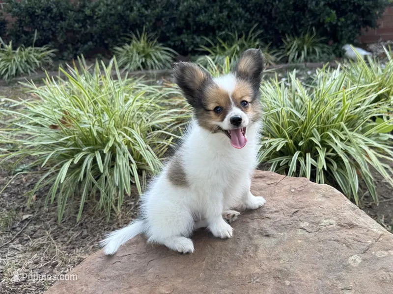 Glimmer male #1 – Papillon puppy for sale in Greenbrier, AR