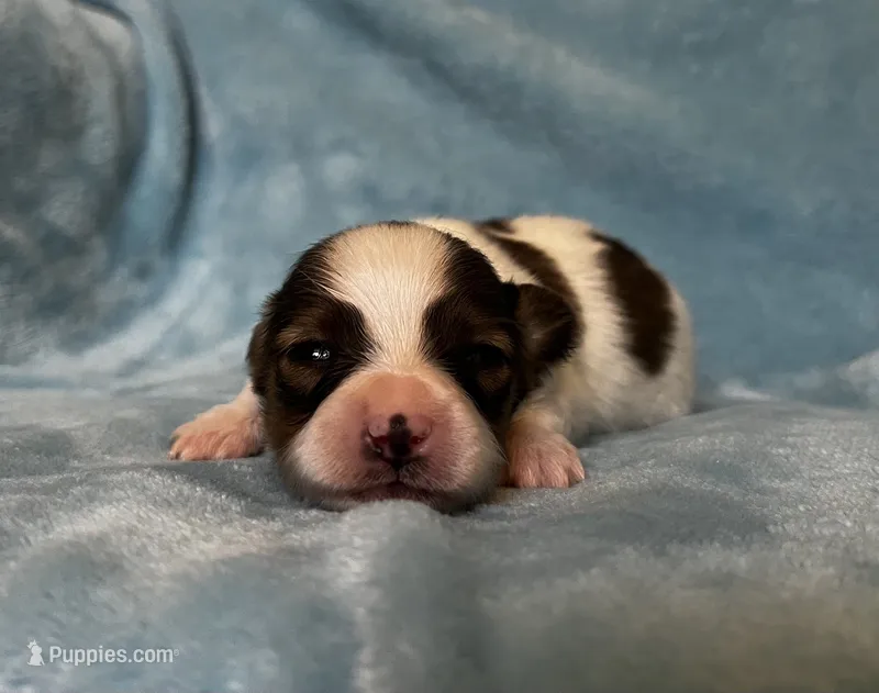 Turtle male – Papillon puppy for sale in Greenbrier, AR