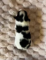 Turtle female #1 , a female Papillon for sale in Greenbrier, AR – 2 of 4
