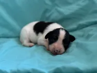 Mollys tri male , a male Papillon for sale in Greenbrier, AR – 5 of 6
