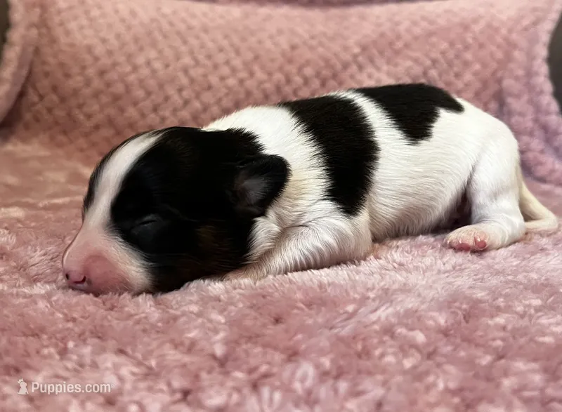 Glimmers tri male  – Papillon puppy for sale in Greenbrier, AR