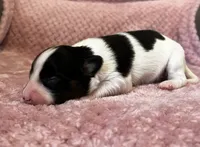 Glimmers tri male , a male Papillon for sale in Greenbrier, AR – 1 of 4