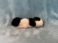 Glimmer male #3, a male Papillon for sale in Greenbrier, AR – 4 of 4