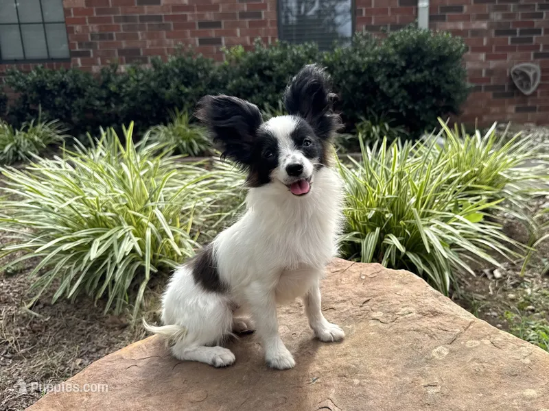 Pandas Female #3 – Papillon puppy for sale in Greenbrier, AR