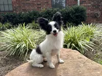 Pandas Female #3, a female Papillon for sale in Greenbrier, AR – 1 of 9
