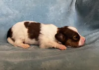 Turtle male, a male Papillon for sale in Greenbrier, AR – 4 of 4