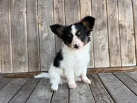 Mollys tri male , a male Papillon for sale in Greenbrier, AR – 2 of 4