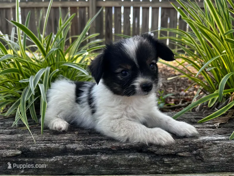 Glimmer male #3 – Papillon puppy for sale in Greenbrier, AR