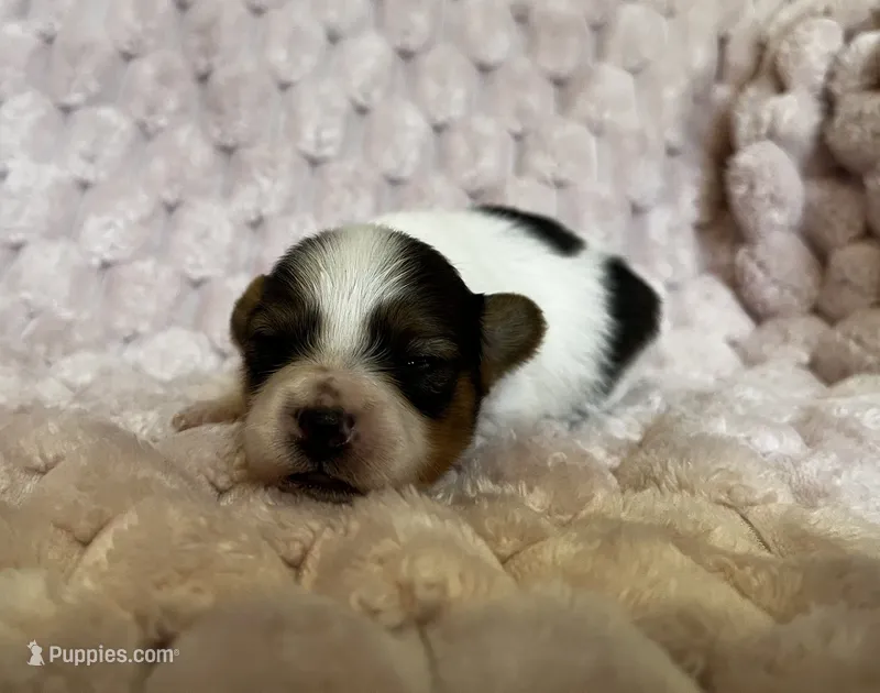 Turtle female #2 – Papillon puppy for sale in Greenbrier, AR