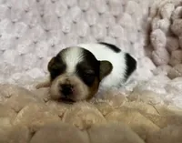 Turtle female #2, a female Papillon for sale in Greenbrier, AR – 1 of 4