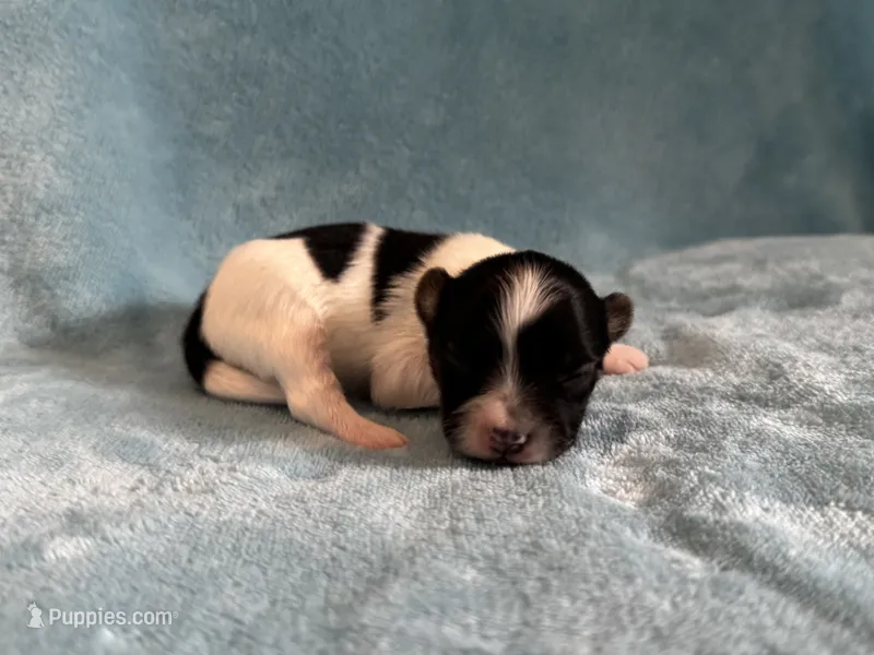 Glimmer male #3 – Papillon puppy for sale in Greenbrier, AR