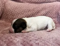 Mollys sable female , a female Papillon for sale in Greenbrier, AR – 3 of 3