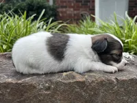 Glimmer male #1, a male Papillon for sale in Greenbrier, AR – 5 of 10