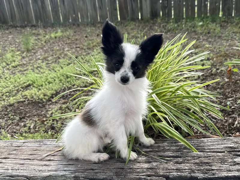 Pandas Female #3 – Papillon puppy for sale in Greenbrier, AR