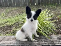 Pandas Female #3, a female Papillon for sale in Greenbrier, AR – 1 of 8