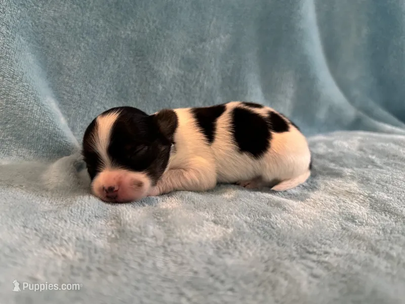 Glimmer male #2 – Papillon puppy for sale in Greenbrier, AR