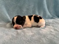 Glimmer male #2, a male Papillon for sale in Greenbrier, AR – 1 of 3