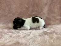 Glimmer female #2, a female Papillon for sale in Greenbrier, AR – 3 of 3