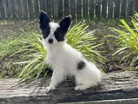 Pandas Female #3, a female Papillon for sale in Greenbrier, AR – 2 of 8