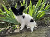 Pandas Female #2, a female Papillon for sale in Greenbrier, AR – 2 of 10