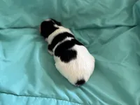 Mollys tri male , a male Papillon for sale in Greenbrier, AR – 2 of 6