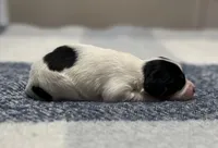 processed/7c74d003-f585-40a5-926c-7dcb83651fdc/listing/b91d0f26-dfde-4d03-a848-e0ec9d9a5e16/79a93833-766c-4511-b666-91c84306ddbc