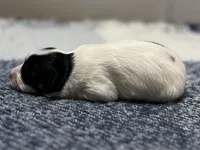 processed/7c74d003-f585-40a5-926c-7dcb83651fdc/listing/b91d0f26-dfde-4d03-a848-e0ec9d9a5e16/88472ef8-a6a5-4b4b-83a2-f026d335ce4f