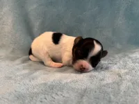 Glimmer male #2, a male Papillon for sale in Greenbrier, AR – 3 of 3