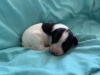 Mollys tri male , a male Papillon for sale in Greenbrier, AR – 4 of 6