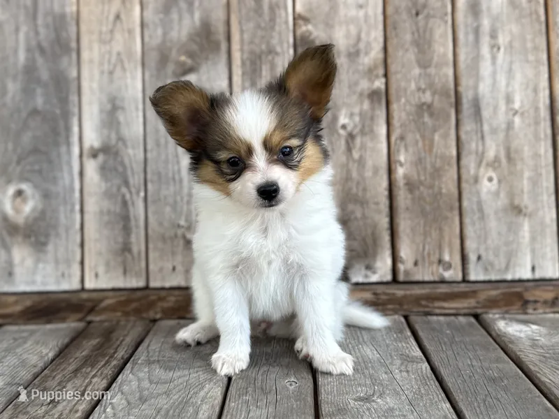 Turtle female #3 – Papillon puppy for sale in Greenbrier, AR