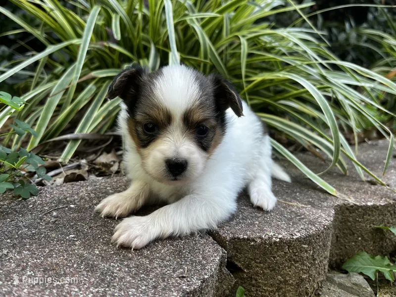 Turtle female #3 – Papillon puppy for sale in Greenbrier, AR