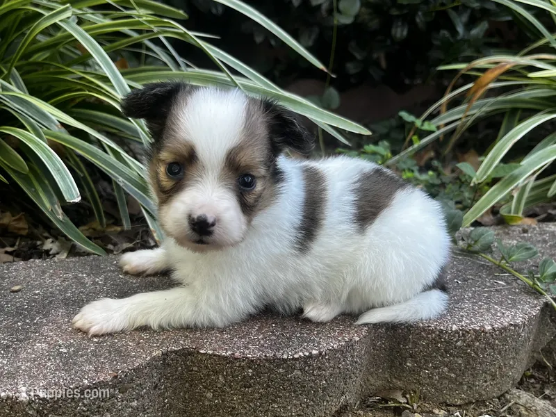 Turtle male – Papillon puppy for sale in Greenbrier, AR