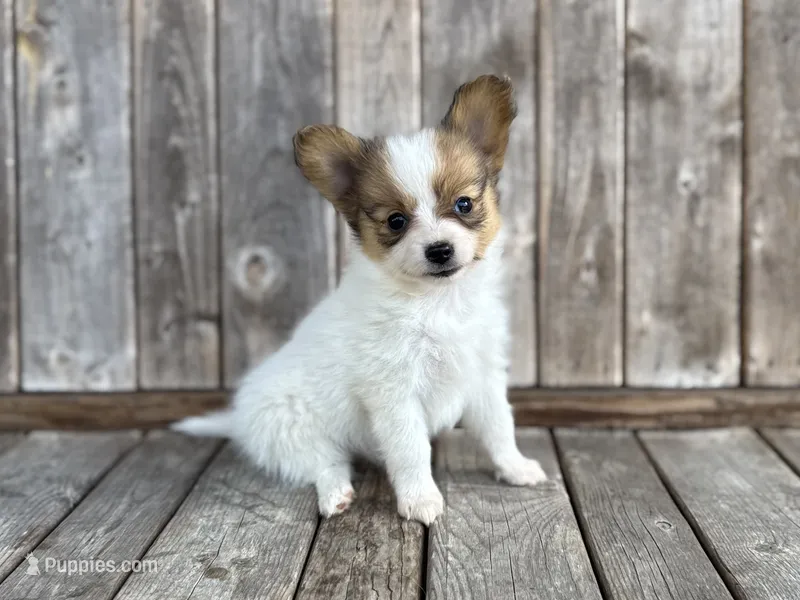 Turtle female #2 – Papillon puppy for sale in Greenbrier, AR
