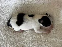 Honey, a female Papillon for sale in Greenbrier, AR – Photo 2 of 3