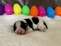 Honey, a female Papillon for sale in Greenbrier, AR – Photo 1 of 3