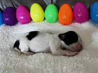 Honey, a female Papillon for sale in Greenbrier, AR – Photo 3 of 3