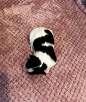 Glimmers tri male , a male Papillon for sale in Greenbrier, AR – 2 of 4