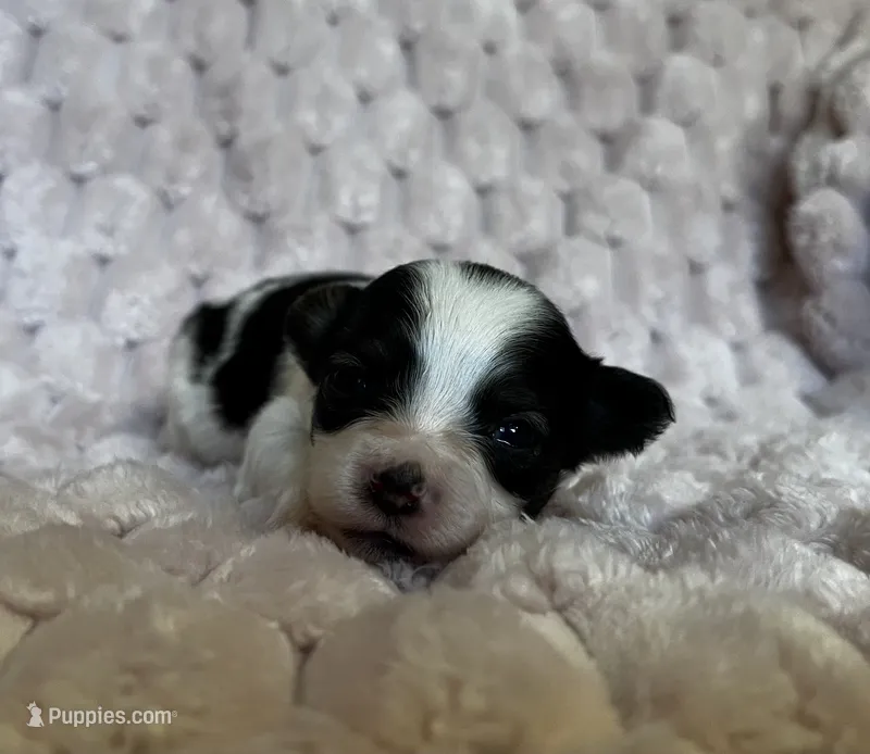 Turtle female #1  – Papillon puppy for sale in Greenbrier, AR