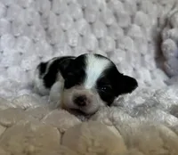 Turtle female #1 , a female Papillon for sale in Greenbrier, AR – 1 of 4