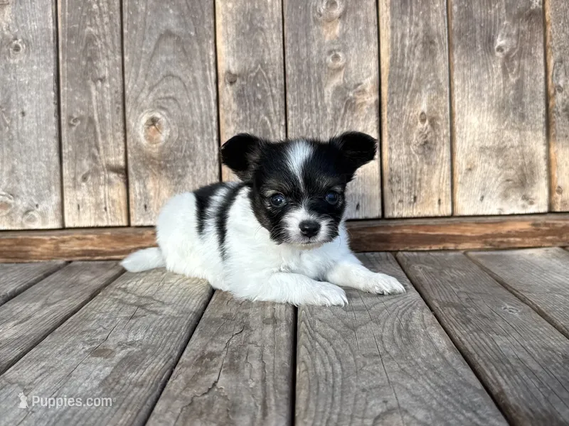 Glimmer male #3 – Papillon puppy for sale in Greenbrier, AR